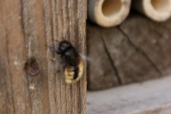 Osmia