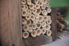 Osmia