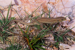 Lacerta trilineata