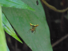 Micrathena furcata