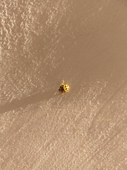 Harmonia axyridis
