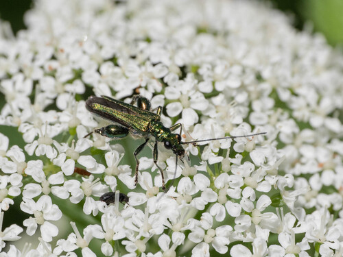 Thick-legged Flower Beetle