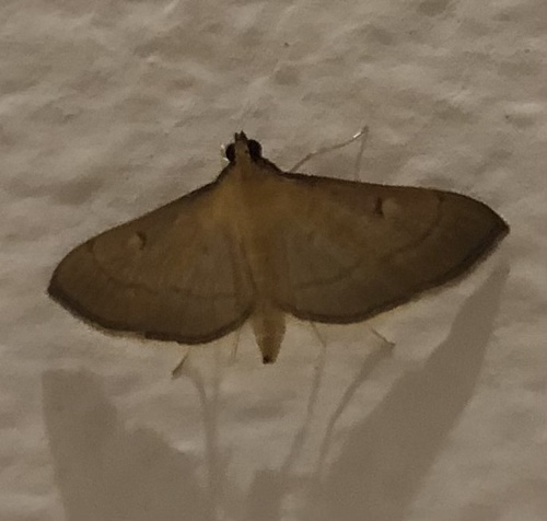 Bradina admixtalis