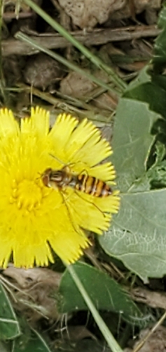 Marmalade Hover Fly