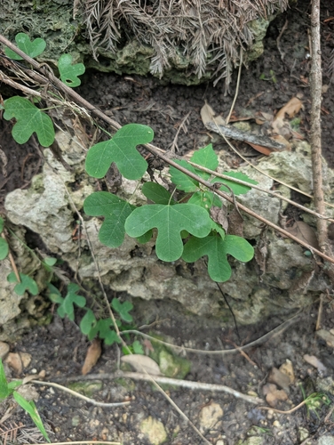 Passiflora affinis, photograph 5