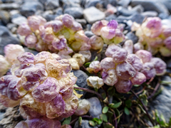 Didymophysa fedtschenkoana