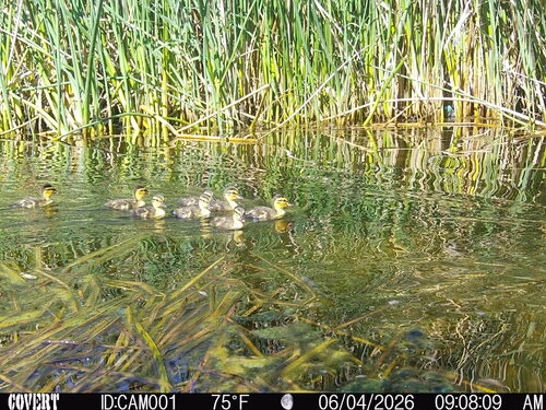 Mallard photographed in Nevada