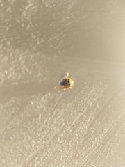 Harmonia axyridis