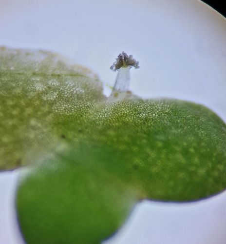 Lemna minor iNat (2)