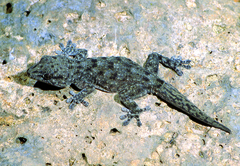 Tenerife Gecko - Photo (c) Roberto Sindaco, some rights reserved (CC BY-NC-SA)