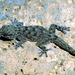 Tenerife Wall Gecko - Photo (c) Roberto Sindaco, some rights reserved (CC BY-NC-SA), uploaded by Roberto Sindaco