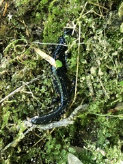Plethodon glutinosus