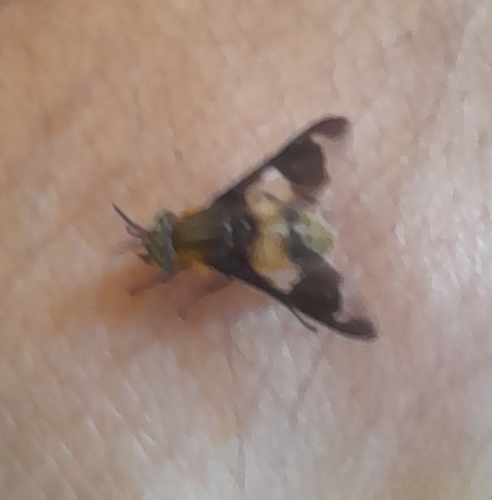 Splayed Deer Fly