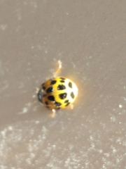 Harmonia axyridis