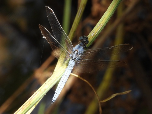 Keeled Skimmer