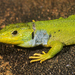 Rhodian Green Lizard - Photo (c) Roberto Sindaco, some rights reserved (CC BY-NC-SA), uploaded by Roberto Sindaco