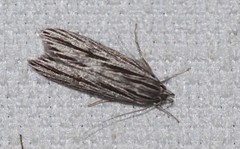 Leistarcha scitissimella