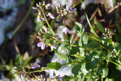 Cardamine douglassii