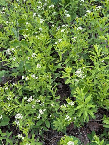 bastard toadflax