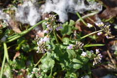 Cardamine douglassii