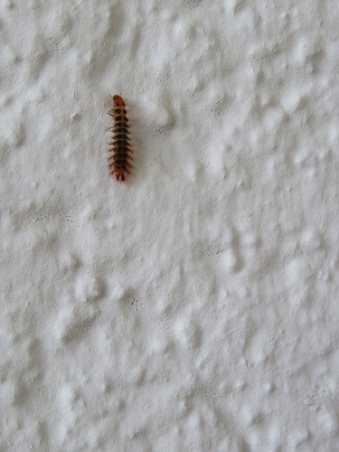 Gelber Schneckenhauskäfer