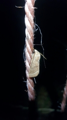 Orthosia cerasi