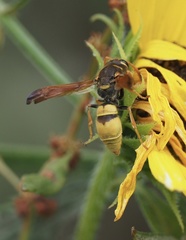 Ancistrocerus lineativentris