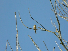 Linaria cannabina cannabina