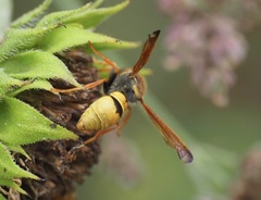 Ancistrocerus lineativentris