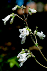 Penstemon pallidus