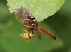 Ancistrocerus lineativentris