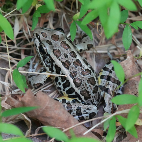 Pickerel Frog