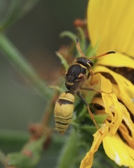Ancistrocerus lineativentris