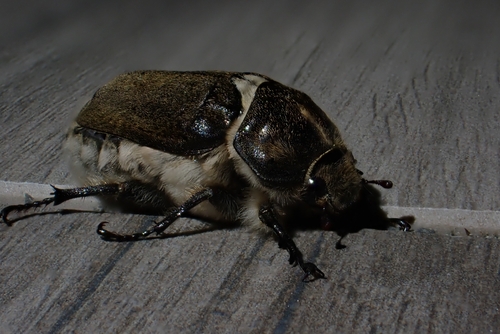 Anoxia villosa