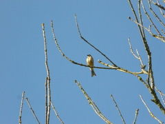 Linaria cannabina cannabina