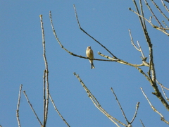 Linaria cannabina cannabina