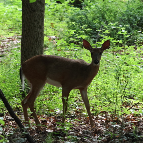 White-tailed Deer