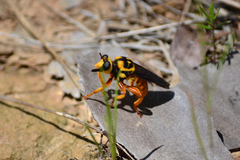 Laphria saffrana
