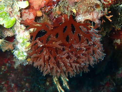 Sebdenia observed 2026-06-07