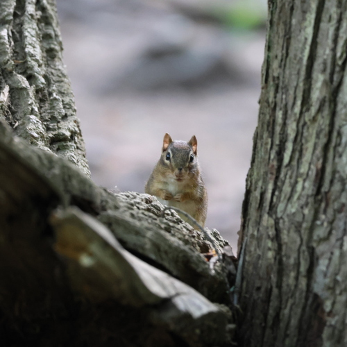 Eastern Chipmunk