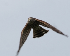 Accipiter virgatus