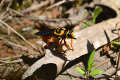 Laphria saffrana