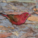 Red-billed Firefinch - Photo (c) Allan Hopkins, some rights reserved (CC BY-NC-ND)