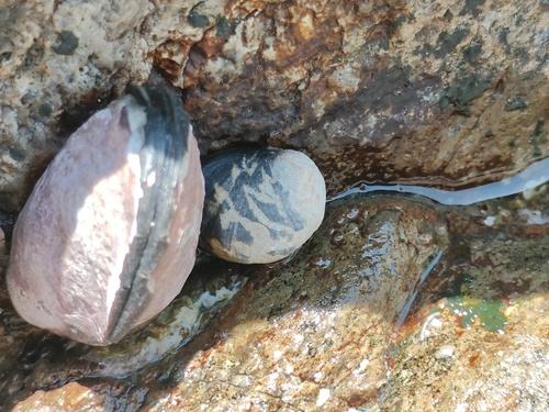 Nerita japonica, 2026-05-30