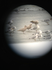 Larus glaucoides kumlieni