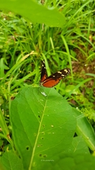 Mechanitis polymnia isthmia