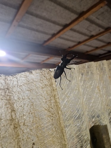 European Stag Beetle