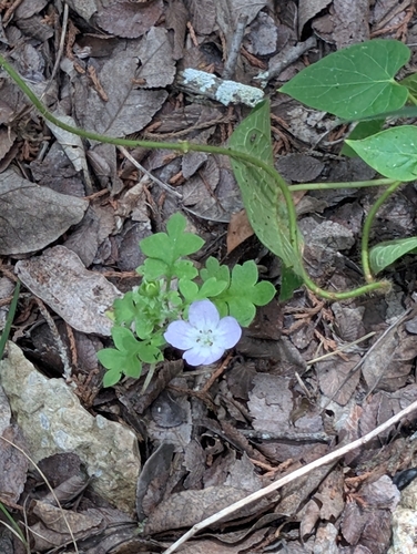 Nemophila phacelioides, photograph 4