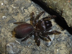 Atypus