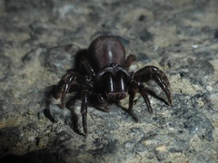 Atypus